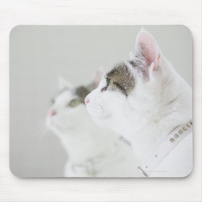 Katt Musmatta (Framsidan)
