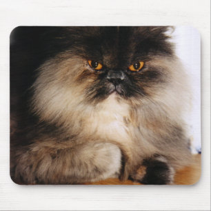 Katt Musmatta