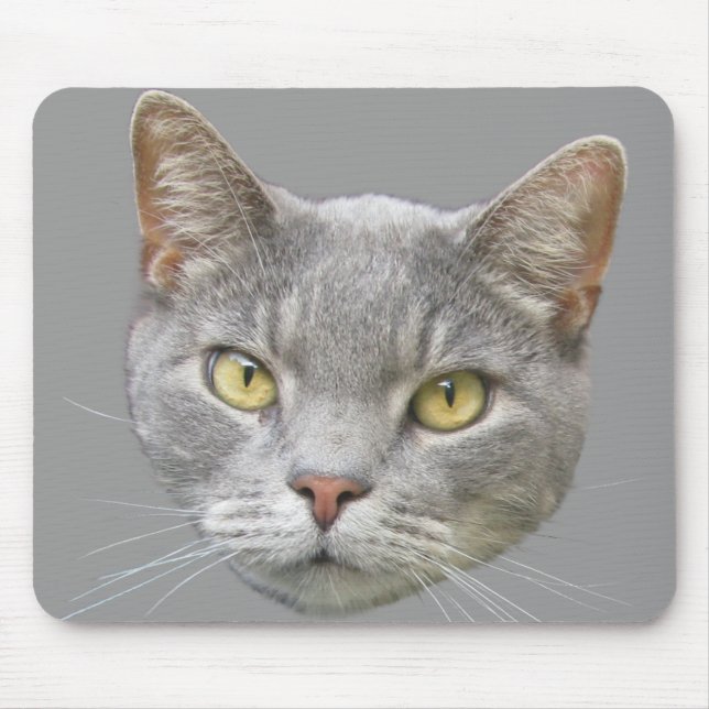 Katt Musmatta (Framsidan)