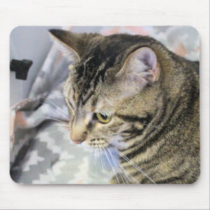 Katt Musmatta