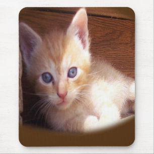 Katt Musmatta