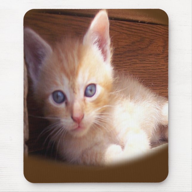 Katt Musmatta (Framsidan)