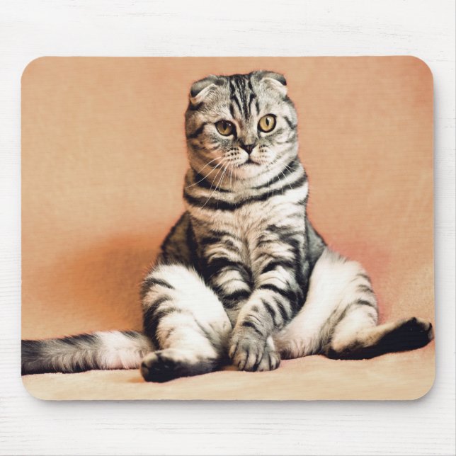 Katt Musmatta (Framsidan)