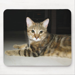 Katt Musmatta