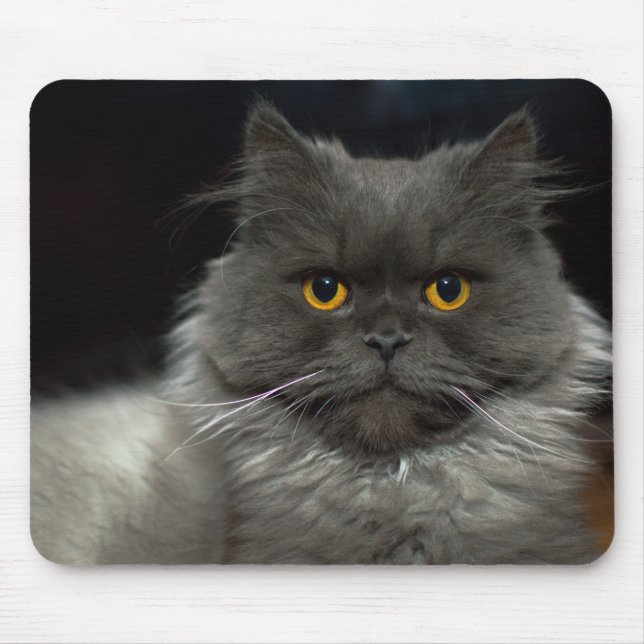 Katt Musmatta (Framsidan)