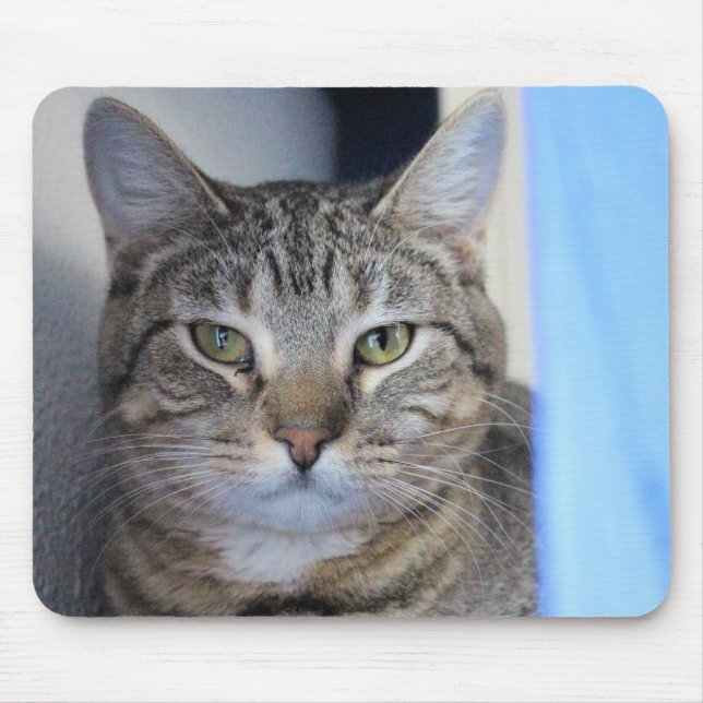 Katt Musmatta (Framsidan)