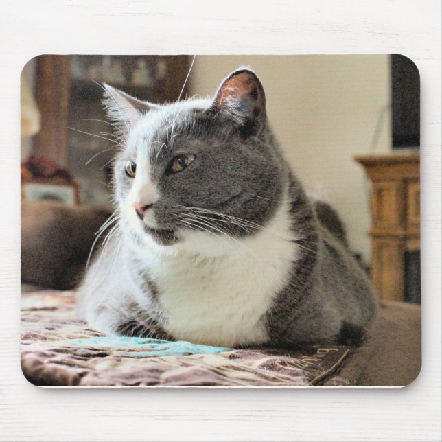 Katt Musmatta (Framsidan)