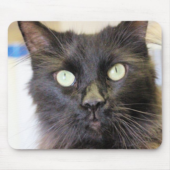 Katt Musmatta (Framsidan)