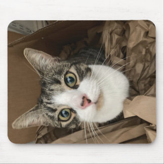 Katt-Musmatta Musmatta