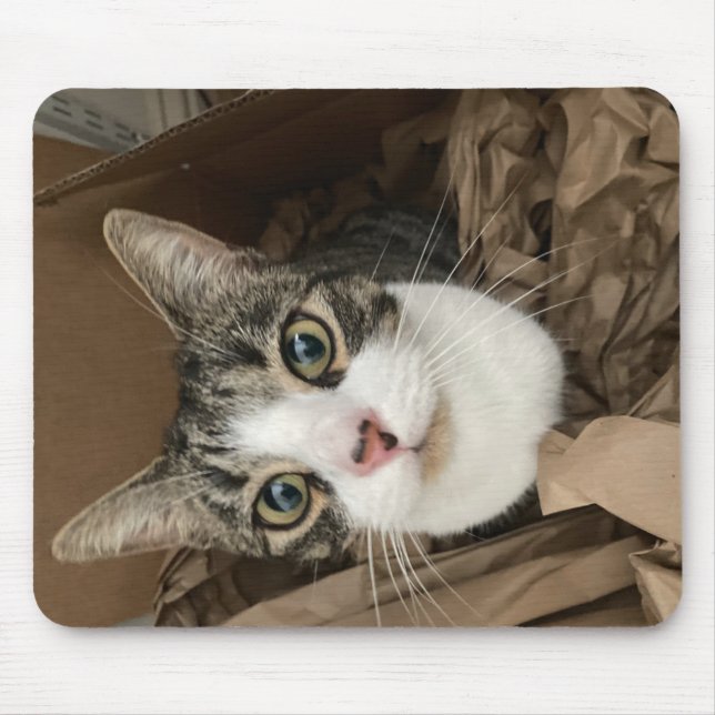 Katt-Musmatta Musmatta (Framsidan)