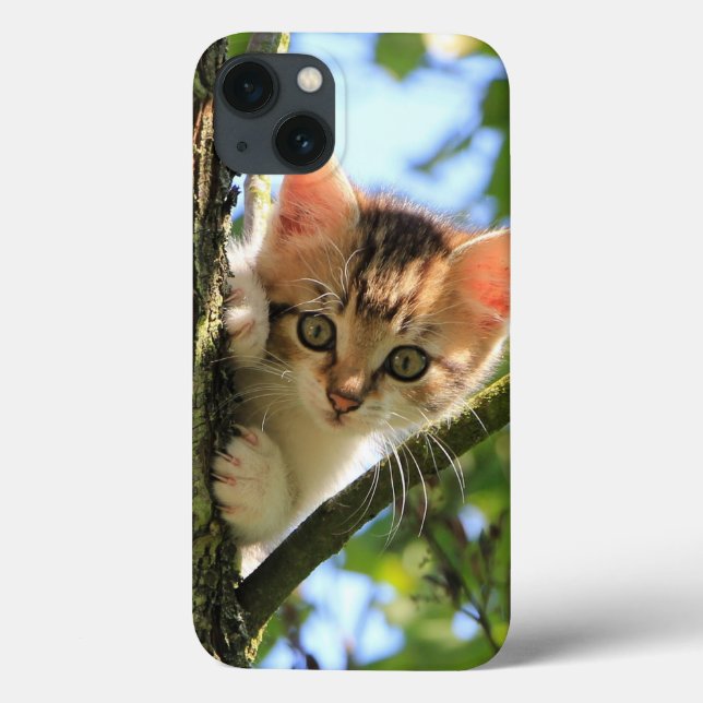 Katt, natur, kattunge (Baksida)