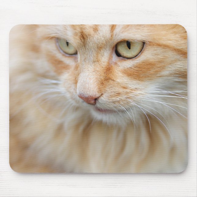 Katt, natur, kattunge musmatta (Framsidan)