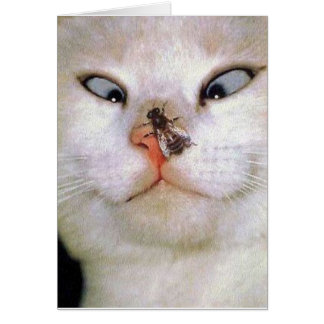 Katt och bi/tillfällen OBS kort