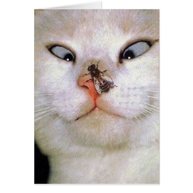 Katt och bi/tillfällen OBS kort (Framsidan)