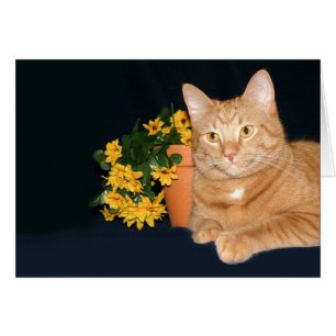 Katt och blommor hälsningskort