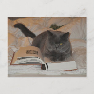 Katt och bok vykort