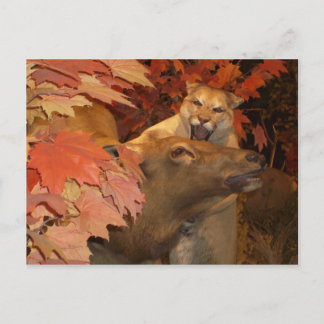 KATT OCH CAFF1 VYKORT