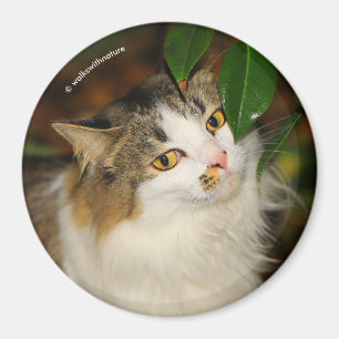 Katt och Camellia Magnet