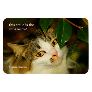 Katt och Camellia Magnet