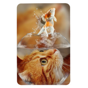 Katt och fisk magnet