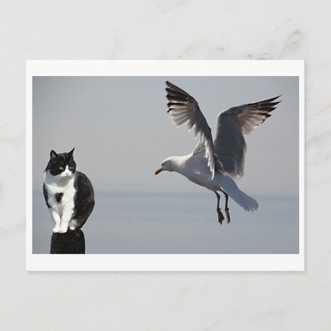 Katt och Fiskmås, Portpatrick, Skottland, Förenade Vykort (Framsida)