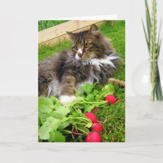 Katt- och guldradisor/födelsedagskort kort