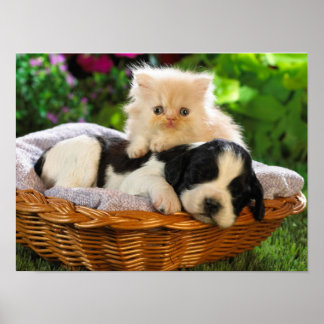 Katt och hund poster