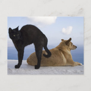 Katt och hund vykort