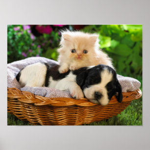 Katt- och hundaffisch poster
