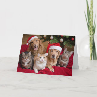 Katt- och Hundar-julkort Kort