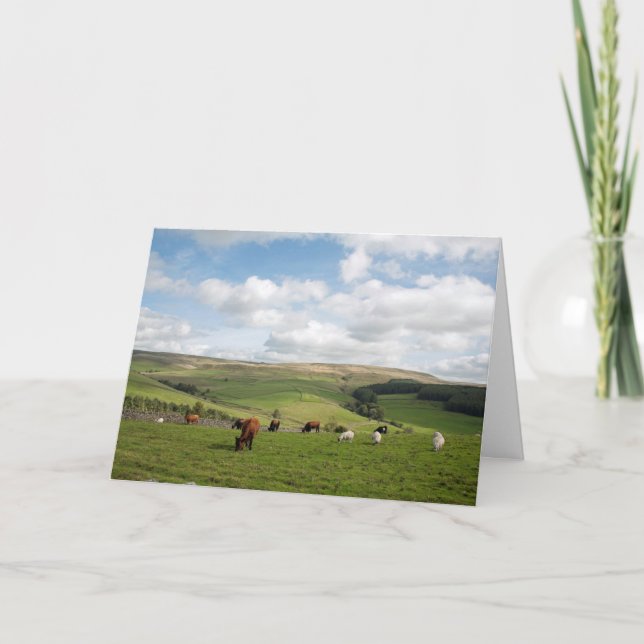 Katt- och invändigt vykort (Framsida)