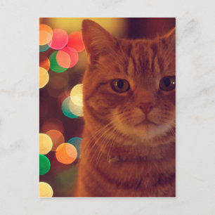 Katt- och julafton ljus vykort