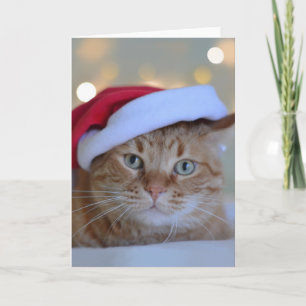 Katt och julbelysning kort