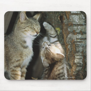 Katt och kattunge vid träd musmatta