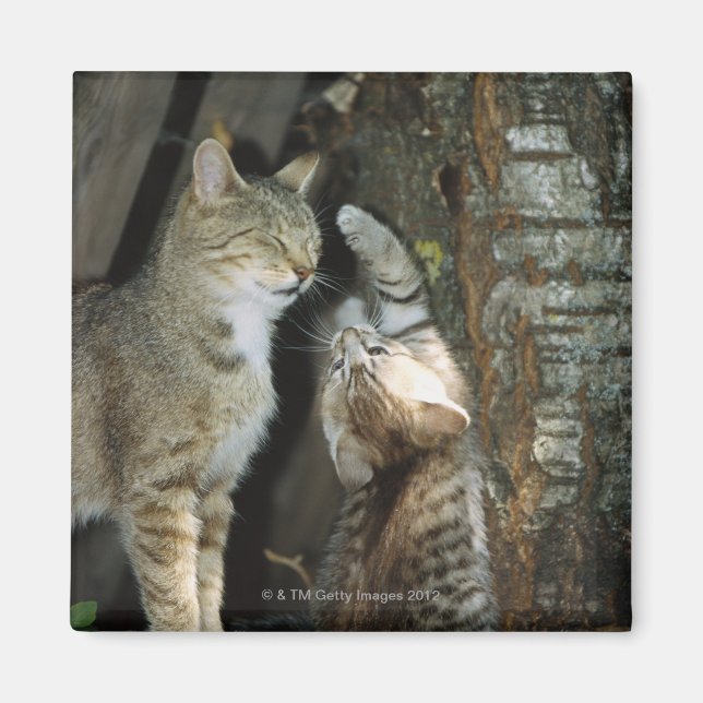Katt och Kitten av Träd Magnet (Framsidan)