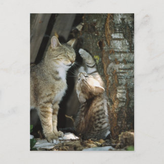 Katt och Kitten av Träd Vykort