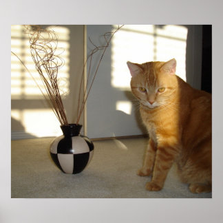 katt och kontrollerad vas poster