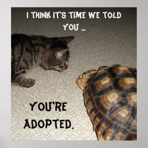 Katt och sköldpadda - "adopteras du ", poster