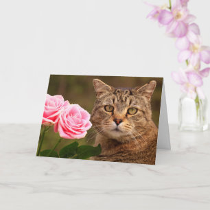 Katt och två Ro Kort