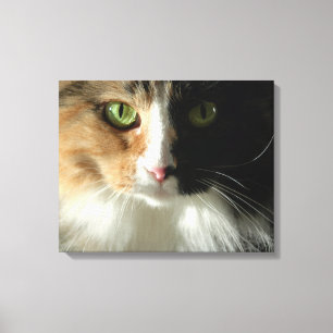 Katt ögon canvastryck