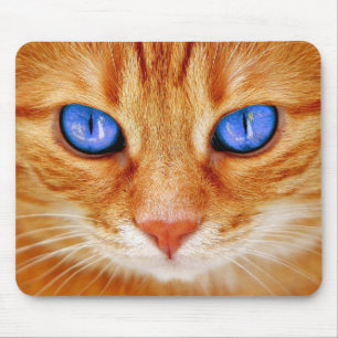 Katt ögon Katt ögon Ansikte Tiger Makrill Röd Katt Musmatta