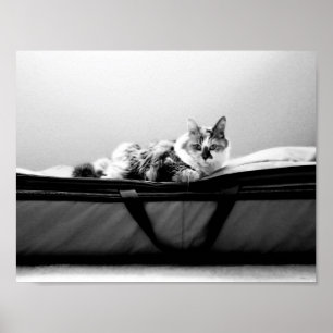 Katt på Bag Poster