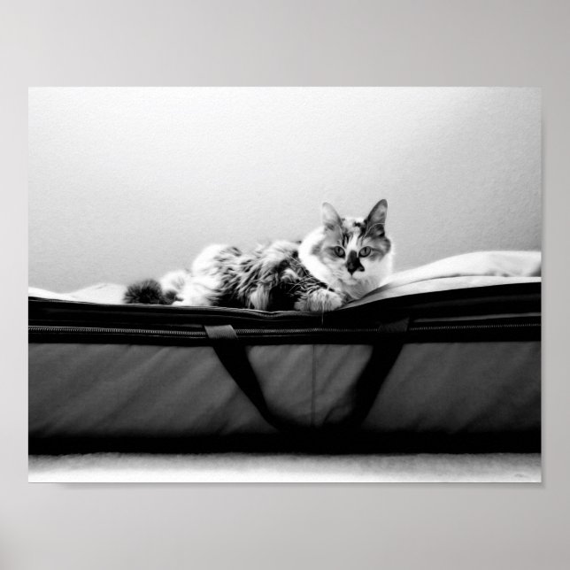 Katt på Bag Poster (Framsidan)