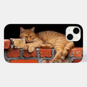 Katt på brickan