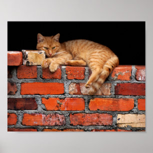 Katt på brickan poster