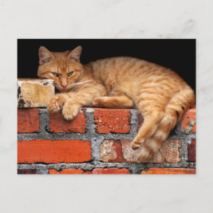 Katt på brickan vykort