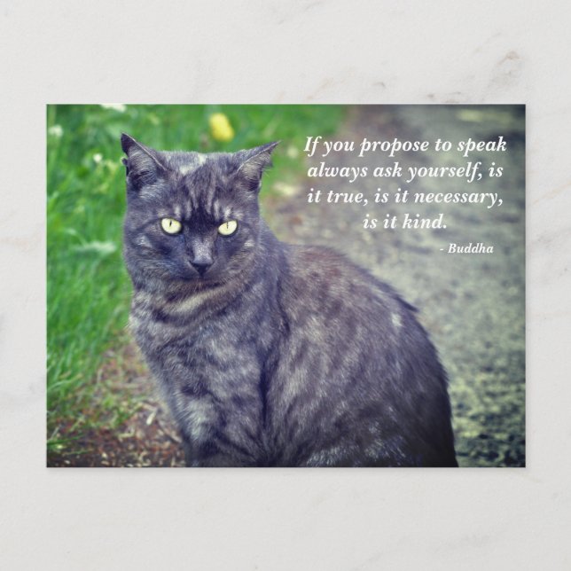 Katt på en promenad Motivational Buddhist Quote Vykort (Framsida)