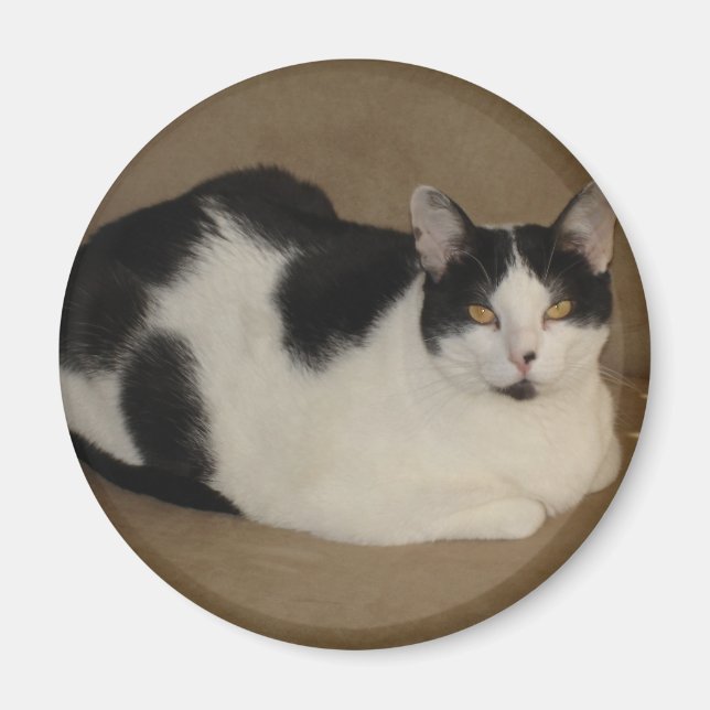 Katt på en soffa magnet (Framsidan)