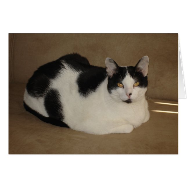 Katt på en soffa OBS kort (Framsidan Horizontal)