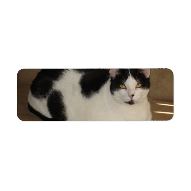 Katt på en soffa returadress etikett (Framsidan)